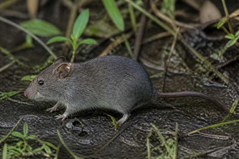 Image of a Emmons's Rice Rat in its natural habitat