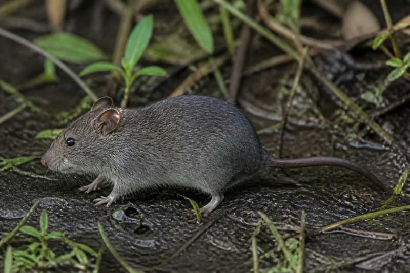Image of a Emmons's Rice Rat in its natural habitat