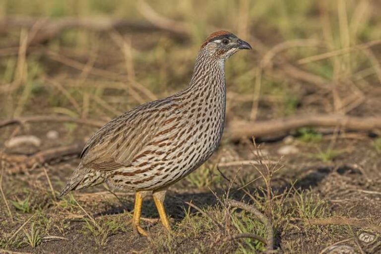Image of a Erckel's Spurfowl in its natural habitat