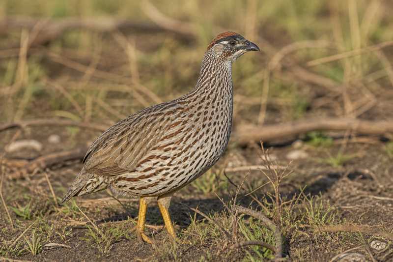 Image of a Erckel's Spurfowl in its natural habitat