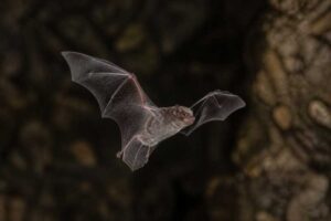 Image of a Eschscholtz's Long-fingered Bat in its natural habitat