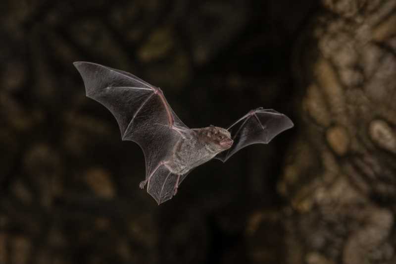 Image of a Eschscholtz's Long-fingered Bat in its natural habitat