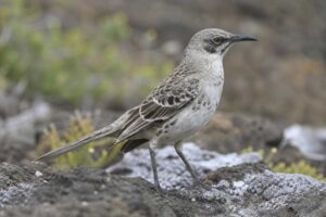 Image of a Espanola Mockingbird in its natural habitat