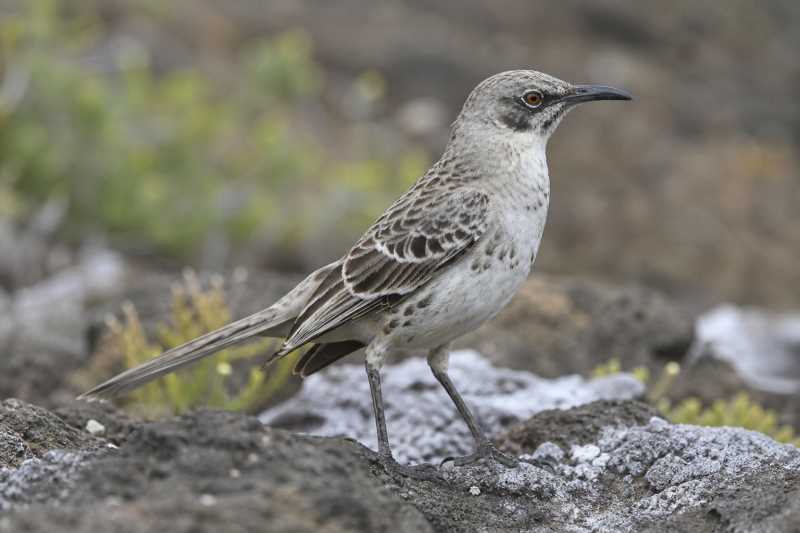 Image of a Espanola Mockingbird in its natural habitat