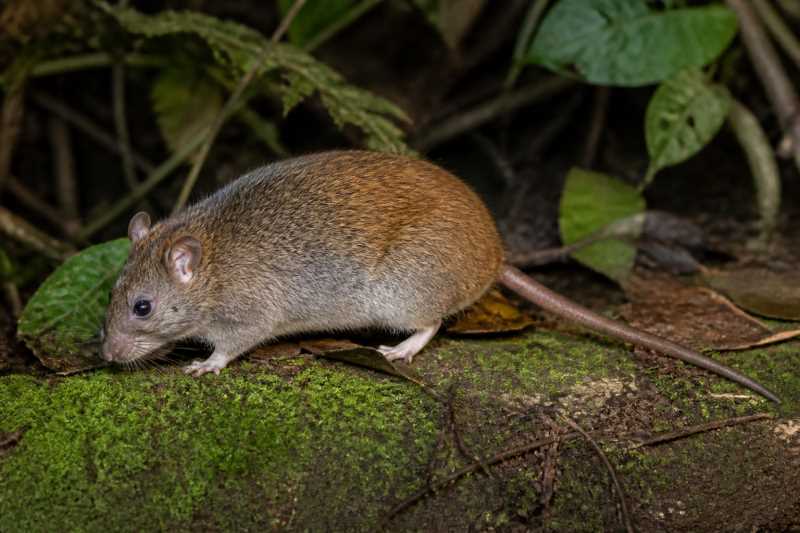 Image of a Ethiopian Forest Brush-furred Rat in its natural habitat