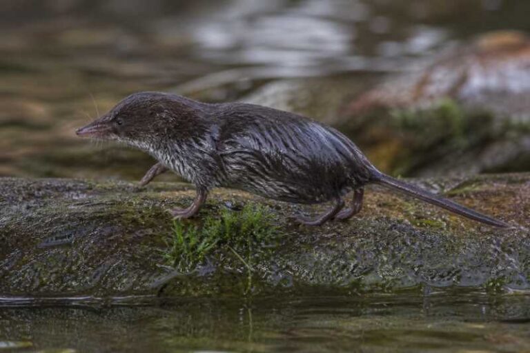 Image of a Eurasian Water Shrew in its natural habitat