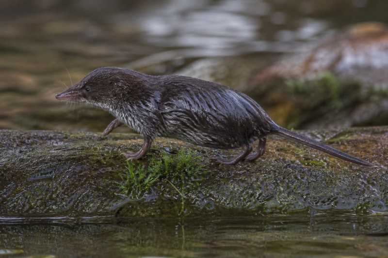 Image of a Eurasian Water Shrew in its natural habitat