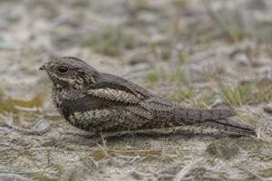 Image of a European Nightjar in its natural habitat