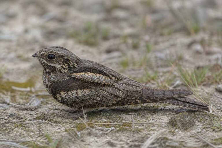 Image of a European Nightjar in its natural habitat