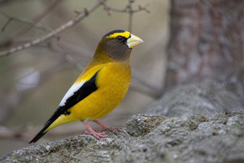 Image of a Evening Grosbeak in its natural habitat