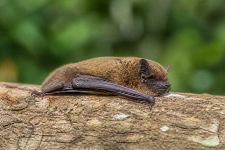 Image of a Fairy Pipistrelle in its natural habitat
