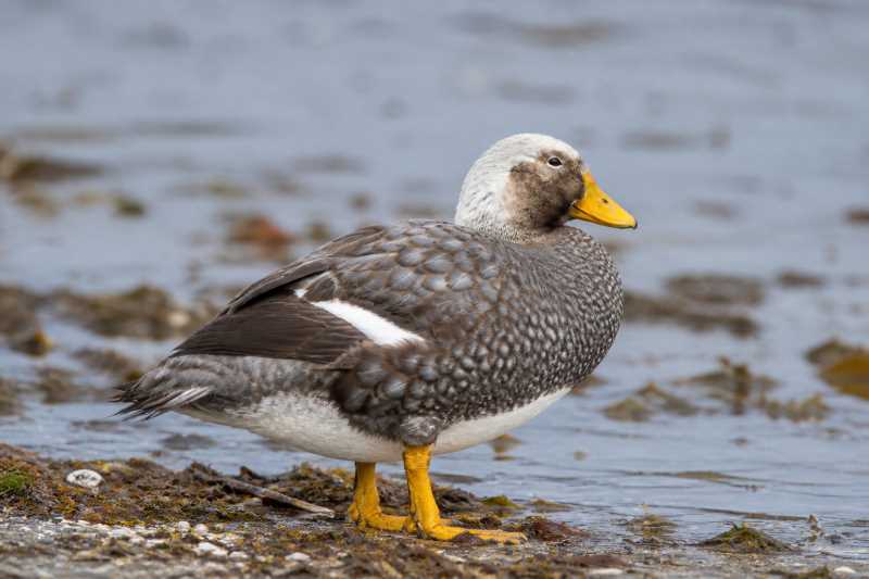 Image of a Falkland Steamer Duck in its natural habitat