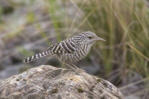Image of a Fasciated Wren in its natural habitat