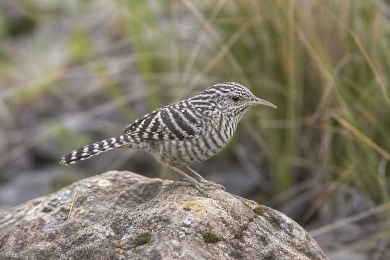 Image of a Fasciated Wren in its natural habitat