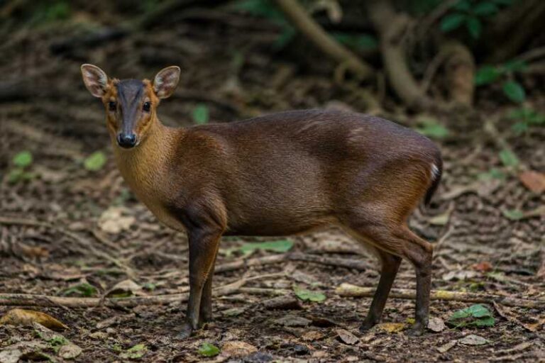 Image of a Fea's Muntjac in its natural habitat
