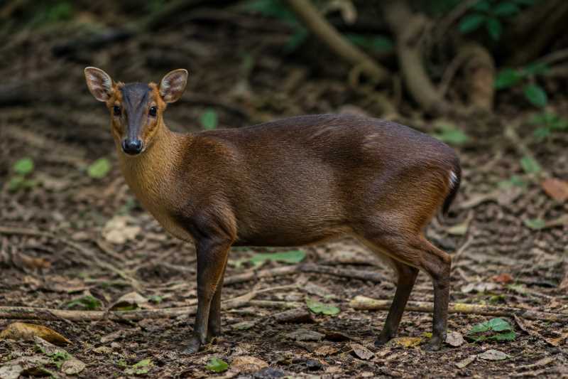 Image of a Fea's Muntjac in its natural habitat