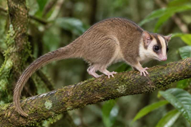 Image of a Feather-tailed Possum in its natural habitat