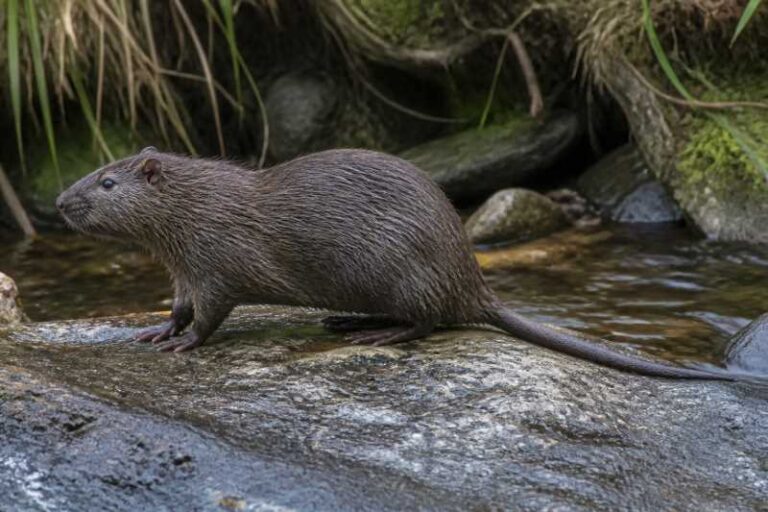 Image of a Ferreira's Fish-eating Rat in its natural habitat