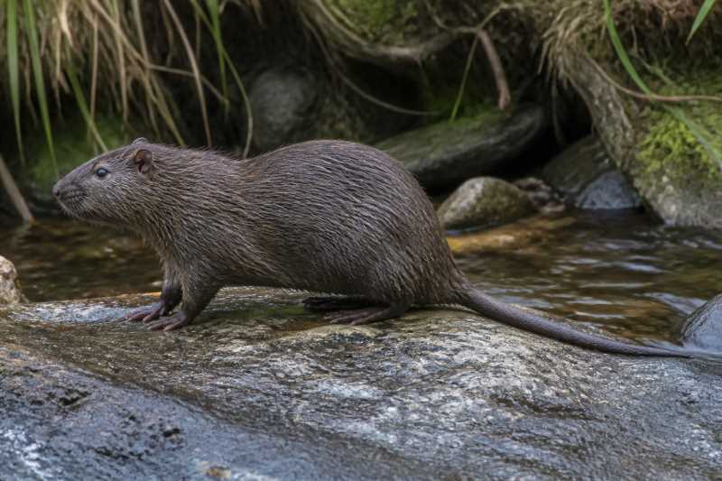 Image of a Ferreira's Fish-eating Rat in its natural habitat