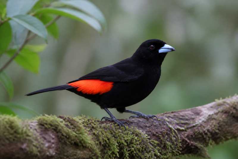 Image of a Flame-rumped Tanager in its natural habitat