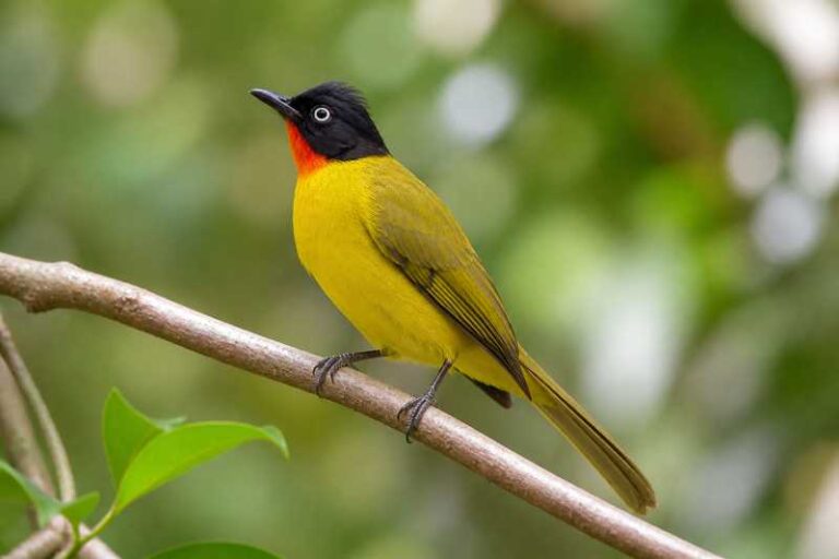 Image of a Flame-throated Bulbul in its natural habitat