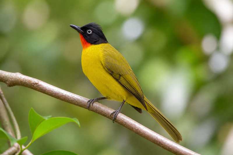 Image of a Flame-throated Bulbul in its natural habitat