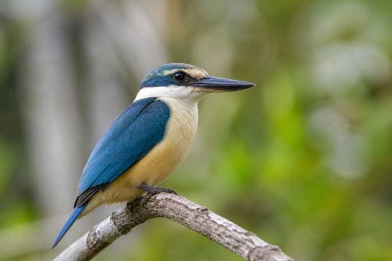 Image of a Flat-billed Kingfisher in its natural habitat