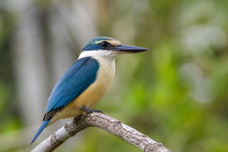 Image of a Flat-billed Kingfisher in its natural habitat