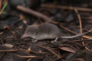 Image of a Florida Least Shrew in its natural habitat