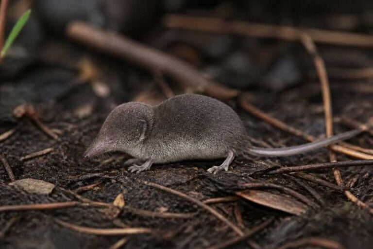 Image of a Florida Least Shrew in its natural habitat