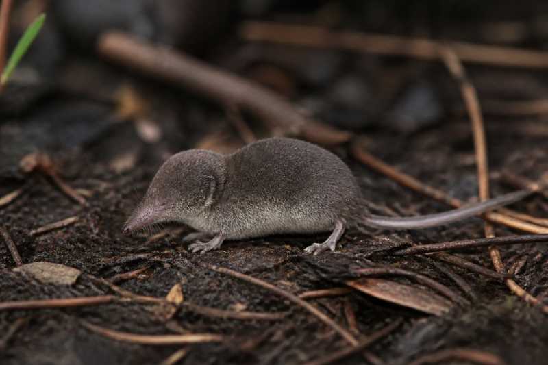 Image of a Florida Least Shrew in its natural habitat