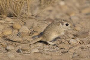Image of a Flower's Gerbil in its natural habitat