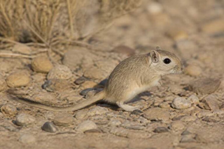 Image of a Flower's Gerbil in its natural habitat
