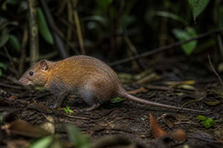 Image of a Forest Giant Pouched Rat in its natural habitat