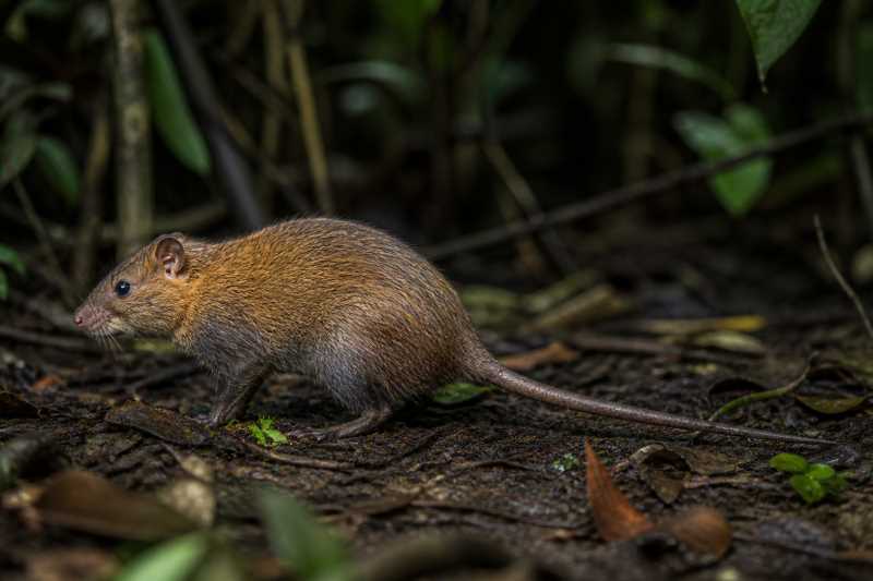 Image of a Forest Giant Pouched Rat in its natural habitat
