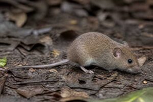Image of a Forest Small Rice Rat in its natural habitat