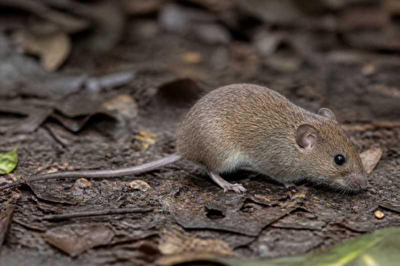 Image of a Forest Small Rice Rat in its natural habitat