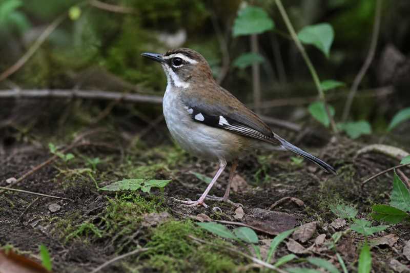 Image of a Forest Scrub Robin in its natural habitat