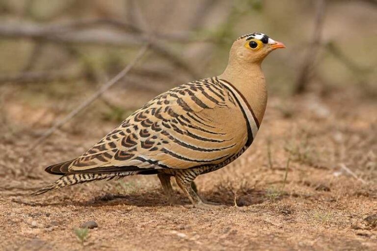 Image of a Four-banded Sandgrouse in its natural habitat
