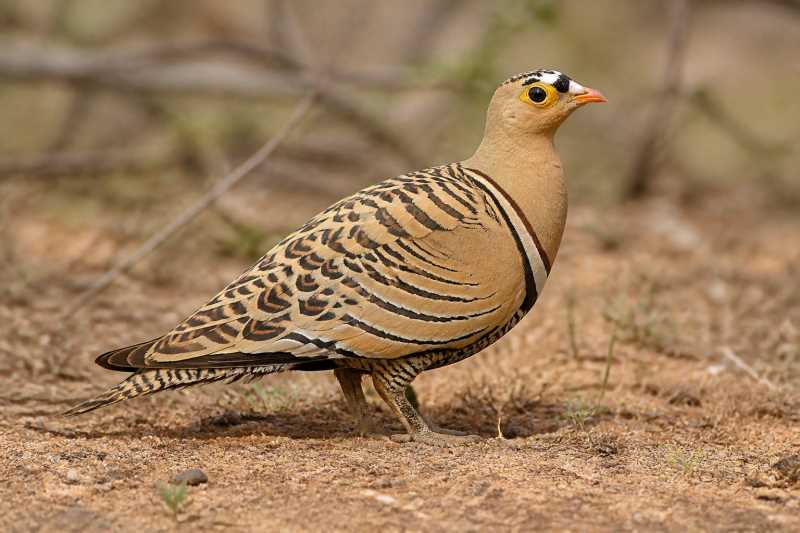 Image of a Four-banded Sandgrouse in its natural habitat
