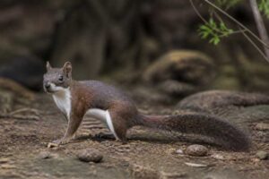 Image of a Fraternal Squirrel in its natural habitat
