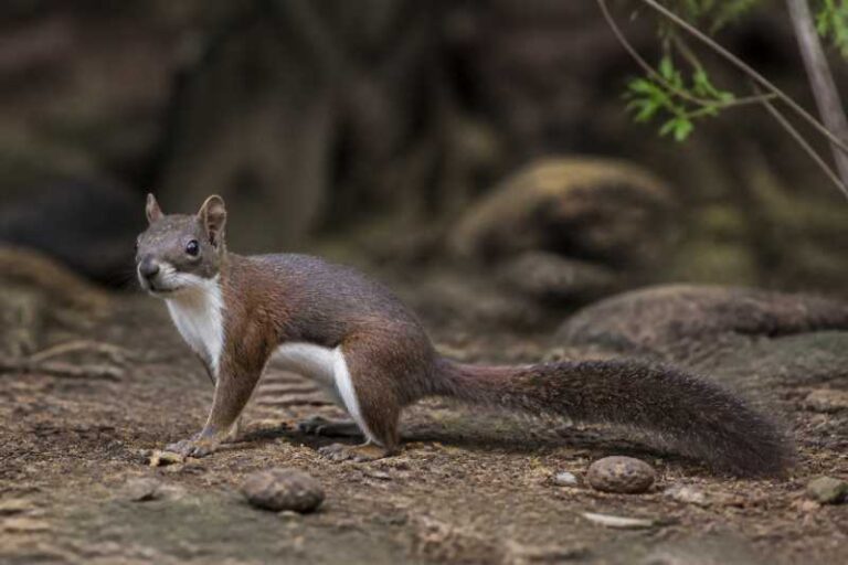 Image of a Fraternal Squirrel in its natural habitat