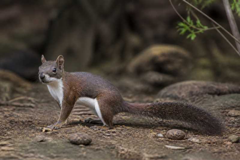 Image of a Fraternal Squirrel in its natural habitat