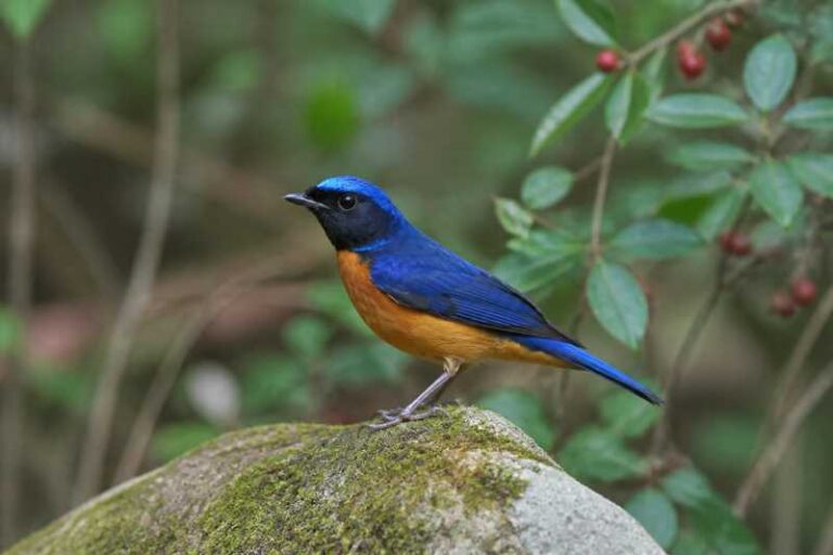 Image of a Fujian Niltava in its natural habitat