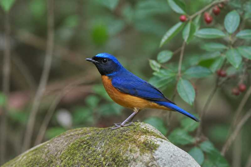 Image of a Fujian Niltava in its natural habitat