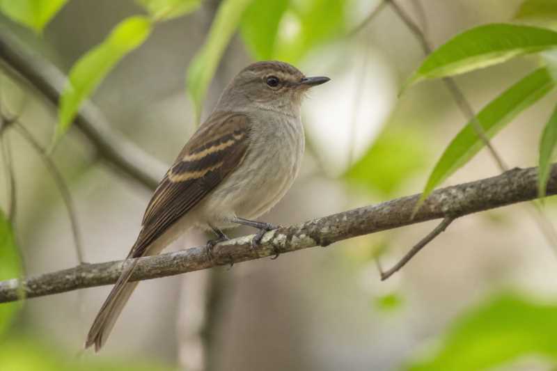 Image of a Fuscous Flycatcher in its natural habitat