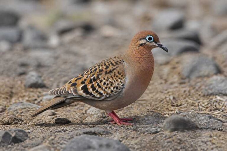 Image of a Galapagos Dove in its natural habitat