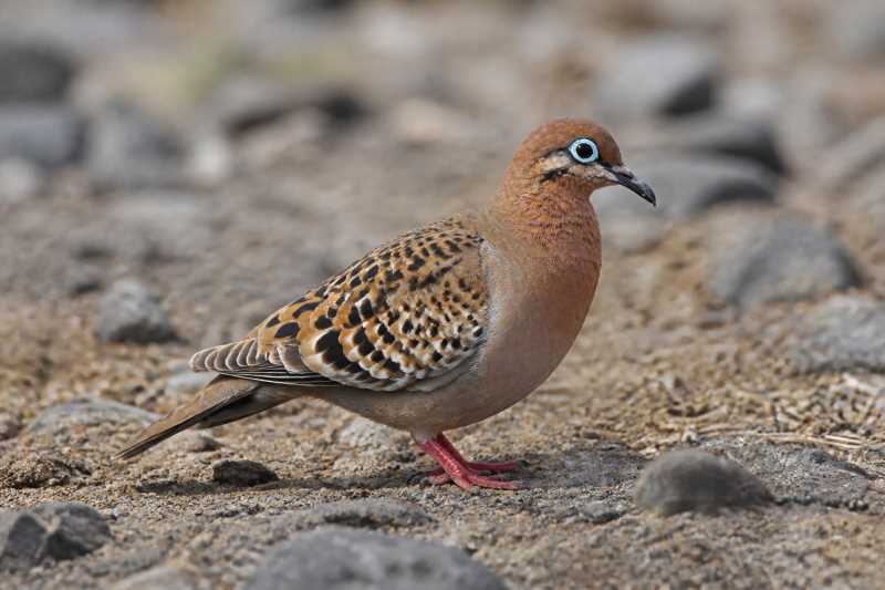 Image of a Galapagos Dove in its natural habitat