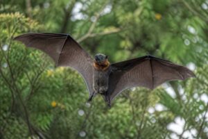 Image of a Geelvink Bay Flying Fox in its natural habitat