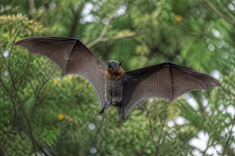 Image of a Geelvink Bay Flying Fox in its natural habitat